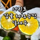 주농장 | <서귀포 표선 귤 체험 농장> 달제주에서 귤 체험 후기!