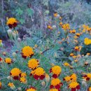 메리골드 이미지