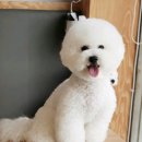 함안 애견샵 러블리펫 이미지