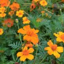 호산농원 이미지