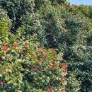 옥화농장 이미지