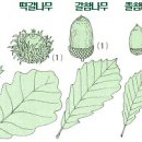 도토리 이미지