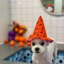 개중목욕탕 이미지