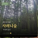 가장좋은길 | 사려니숲길 소요시간부터 주차까지｜제주 혼자 걷기 좋은 숲길 직접 걸어본 후기