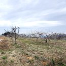 양지-3120 이미지