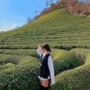 보성 | 🌿 보성다향대축제 후기｜보성 녹차밭 축제 주차·먹거리·꿀팁 총정리