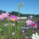 코스모스 이미지