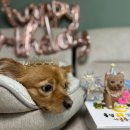 멍는개남는댕 | [멍는개남는댕] 강아지 수제 생일 케이크, 레터링 케이크, 입체 케이크, 송파 성남 위례 주문 제작 케이크