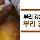 뿌리건강