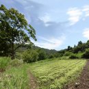 순천 나무숲 이미지