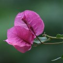 부게인빌레아[Bougainvillea ] 이미지