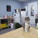 에스엘 독 이미지