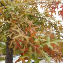 대왕참나무 / pin oak 이미지