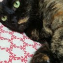 창현동물병원 이미지