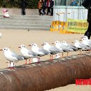 부산갈매기 - 당진시 먹거리길 72-13 | 부산갈매기