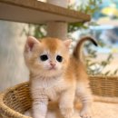 미오미오 고양이분양 이미지