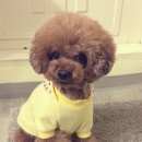 개털깎는남자 이미지