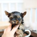 럭키하개 이미지