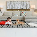 레이 펫 이미지