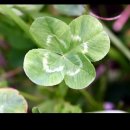 네잎클로버 이미지