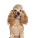 닥터멍동물병원 이미지