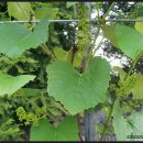 노을과포도향기 이미지