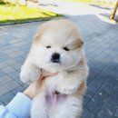 예명메디칼 | 이렇게 예쁜 폼스키 봤어 ? 김포강아지 멍스타에 있찌~!