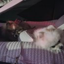 마이펫살롱 이미지