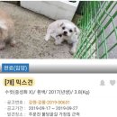 도도 이미지