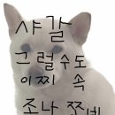 샤갈 네이버블로그