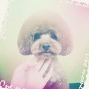 아지케어 이미지