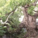 경산농협주유소 이미지