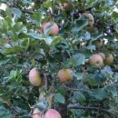 와촌 농장 이미지