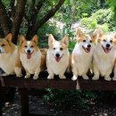 8코기네 이미지