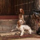 레드앤화이트독 이미지