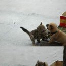 하룻고양이