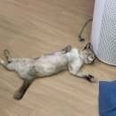 연세짱이비인후과의원 이미지