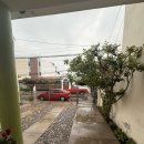 더 도그맘 이미지