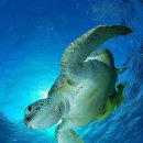 거북이 카카오 검색결과