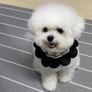 다온펫푸드 이미지