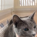 울산 강일웅고양이메디컬센터 이미지