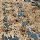 남악농장 이미지