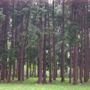 숲속의하루 이미지