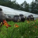 청일관광농원 이미지