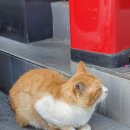 진성기사식당 이미지