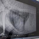 동탄원더스동물의료센터 이미지