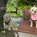 반듯하개 이미지