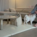 기운내 동물병원 이미지