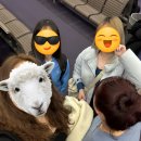 세부 여행] 세부는 사랑입니다♥ (블루워터 마리바고/점보씨푸드/카카오트리 마사지/ 세이브모어 환전)