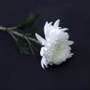 마이주